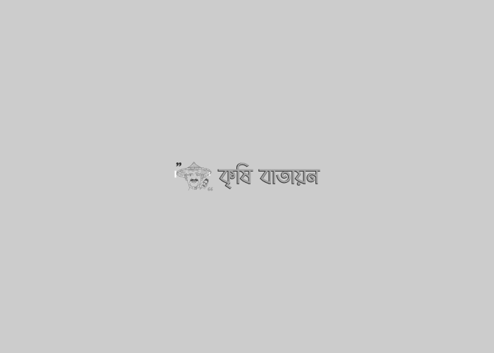 ছাদ বাগানে ফল চাষ