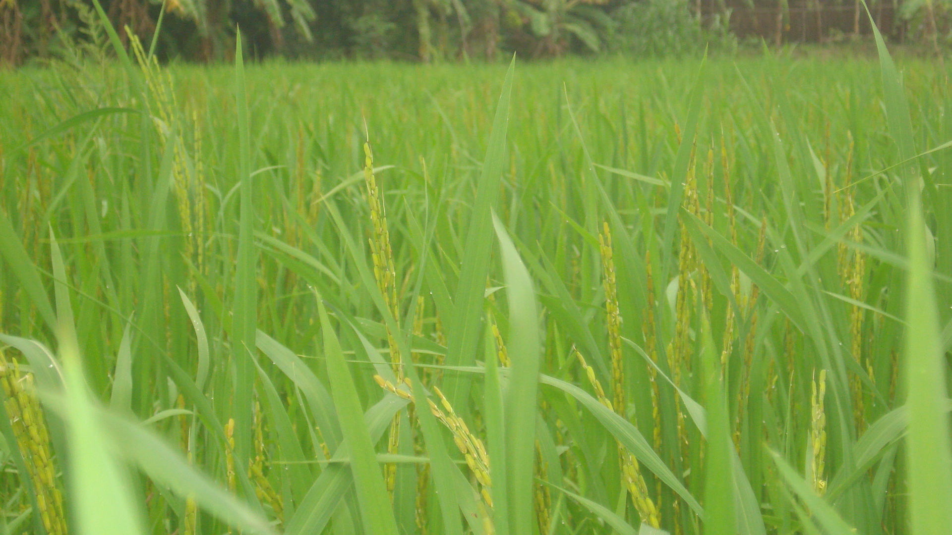 পুঠিয়ার কৃষি