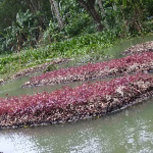 বরইতলা, ভৈরবপাশা, নলছিটি, ঝালকাঠি। (2)