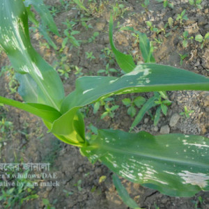 ভুট্টার ইউরিয়া ইনজুরি