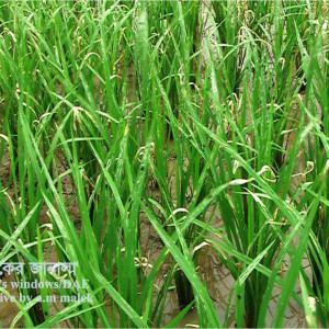 পামরী পোকা