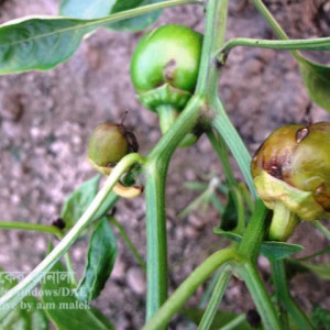 মিষ্টি মরিচের এনথ্রাকনোজ রোগ