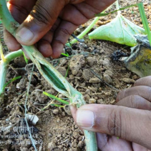 মিষ্টি কুমড়ার গামি স্টেম ব্লাইট রোগ