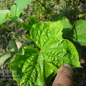 মাসকলাইয়ের লিফকার্ল রোগ