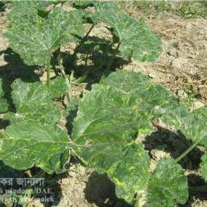 মিষ্টি কুমড়ার পাতা কোঁচকানো রোগ