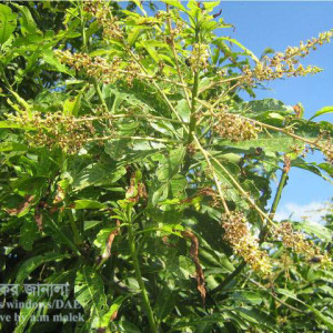 আমের এনথ্রাকনোজ